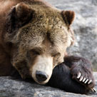 Don’t Poke a Sleeping Bear