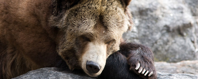 Don’t Poke a Sleeping Bear